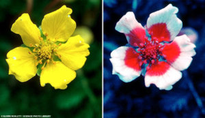 虫の見え方の違いを比べた花の写真