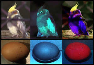 鳥の見え方の違いを比べた写真