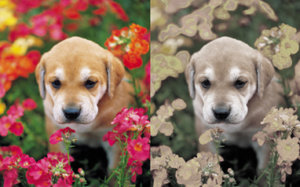人と犬の見え方の違いを比べた犬の写真