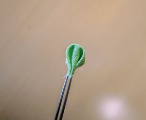 丸つまみの花びら