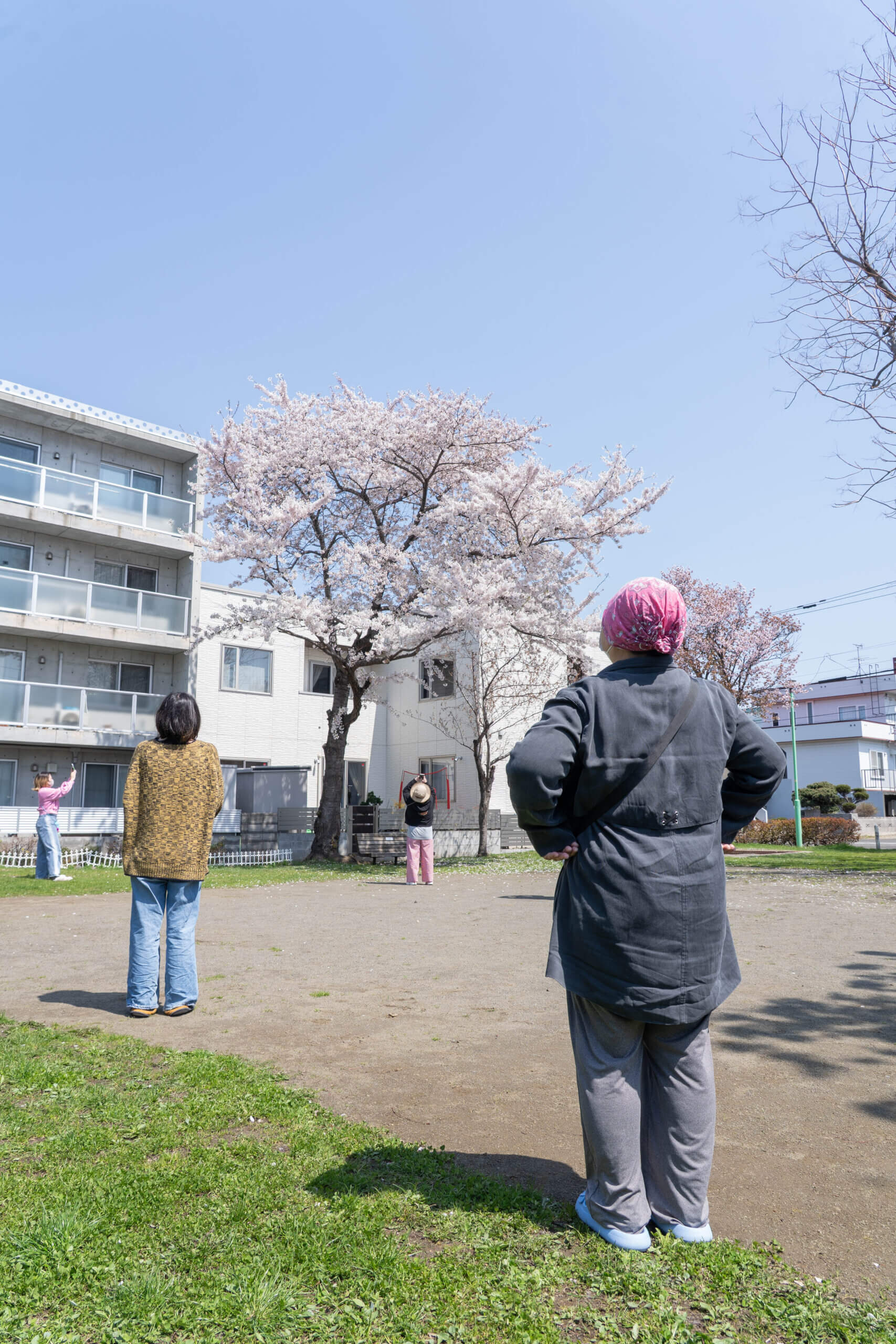 綺麗な花を撮影